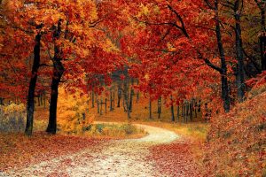 Lee más sobre el artículo Como preparar el camino de Santiago