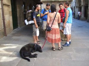 Lee más sobre el artículo ¿Se puede hacer el camino de Santiago con perro?