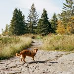 Etapas: Camino de Santiago, Vía de la plata