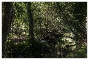 Lee más sobre el artículo 8 Etapa: De Pontevedra a Caldas de Reis. El camino de santiago Portugués