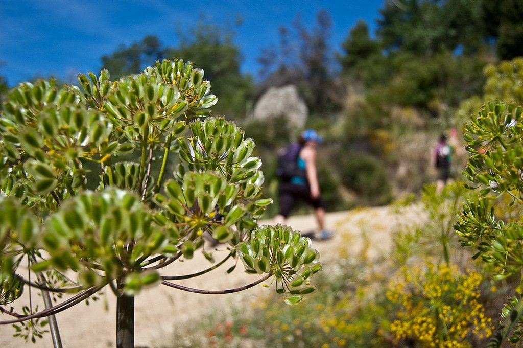 tu plan de entrenamiento para el Camino de Santiago