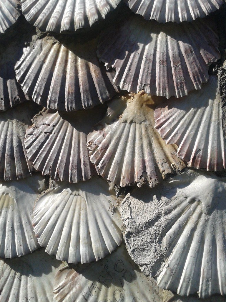 Lee más sobre el artículo La concha de vieira simbolo del Camino de Santiago