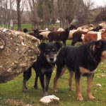 Detrás de la leyenda de los pastores de Estella