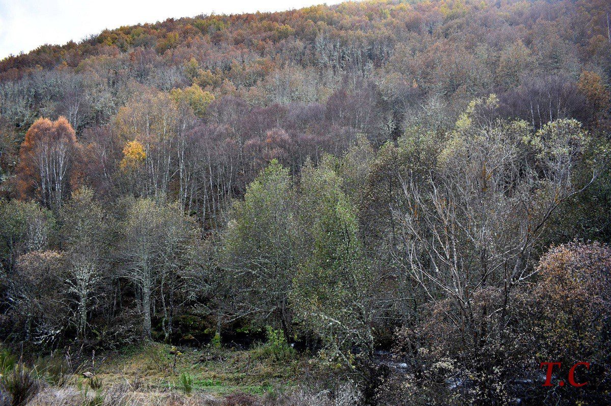 En este momento estás viendo El Bosque de Omaña: Las ánimas de los peregrinos del Camino de Santiago