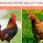 La leyenda del gallo y la gallina de Santo Domingo de la Calzada: la historia detrás del milagro del camino de Santiago.
