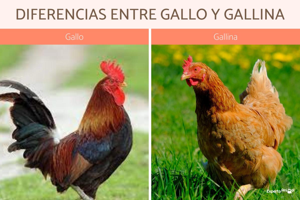 En este momento estás viendo La leyenda del gallo y la gallina de Santo Domingo de la Calzada: la historia detrás del milagro del camino de Santiago.