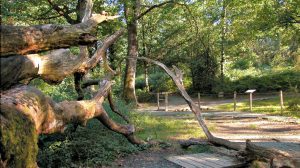 Lee más sobre el artículo La misteriosa leyenda del robledal de Orgi en el Camino de Santiago