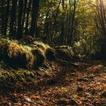 El bosque de los Muertos en el Camino de Santiago
