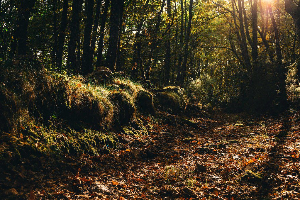 En este momento estás viendo El bosque de los Muertos en el Camino de Santiago