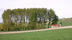 Lee más sobre el artículo Arroyo de San Bol: Tras las Huellas de San Boal y la Aldea Fantasma