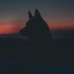 Descubre la leyenda del hombre lobo de Cacabelos en el Camino de Santiago