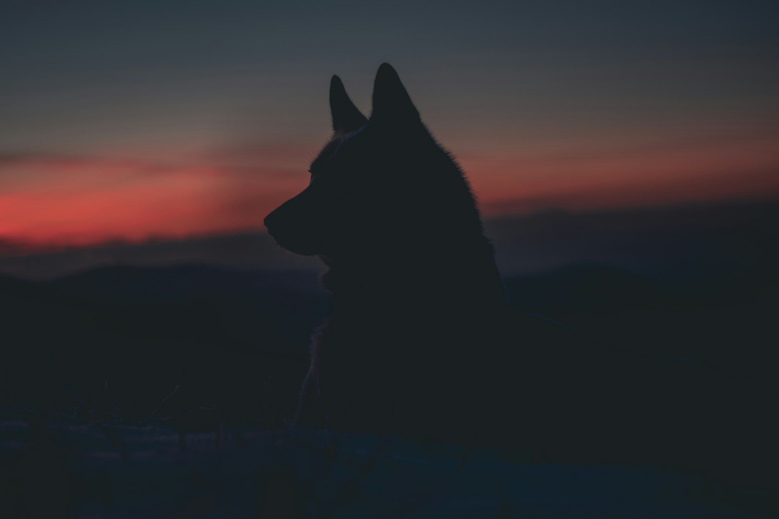 Lee más sobre el artículo Descubre la leyenda del hombre lobo de Cacabelos en el Camino de Santiago